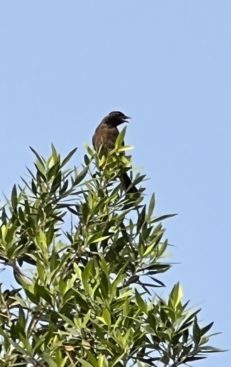 Red-vented Bulbul - ML638660210