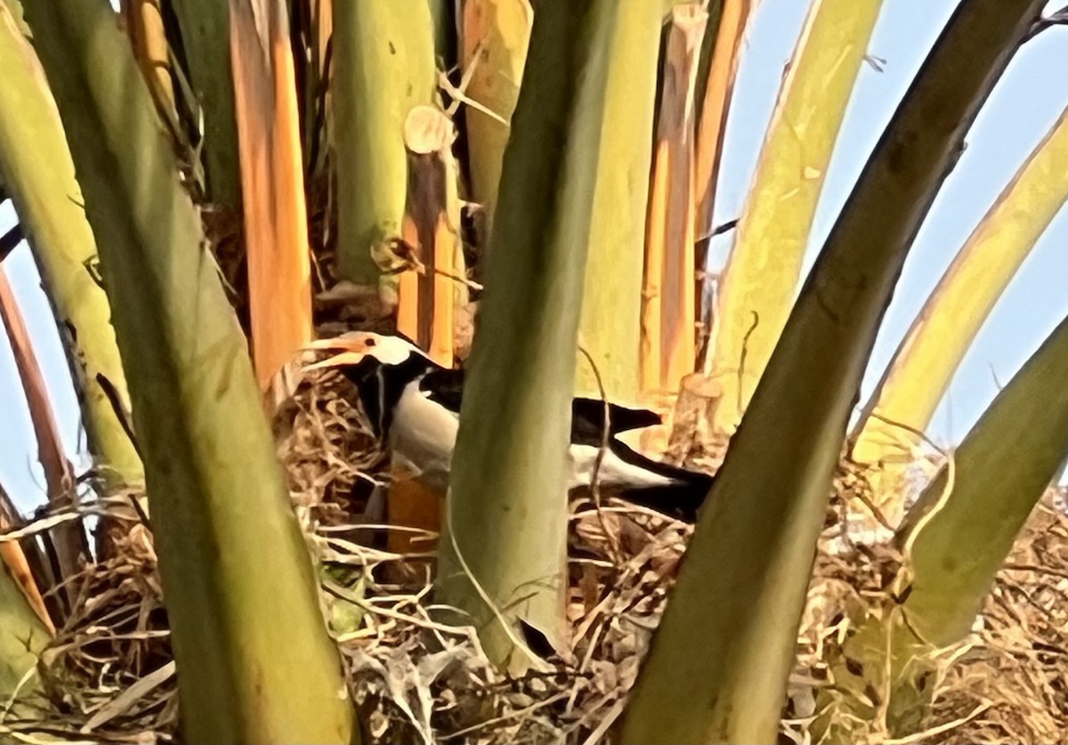 Indian Pied Starling - ML638660216