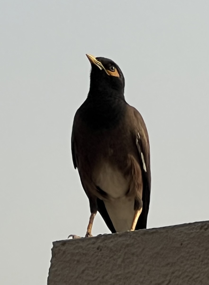 Common Myna - ML638660222