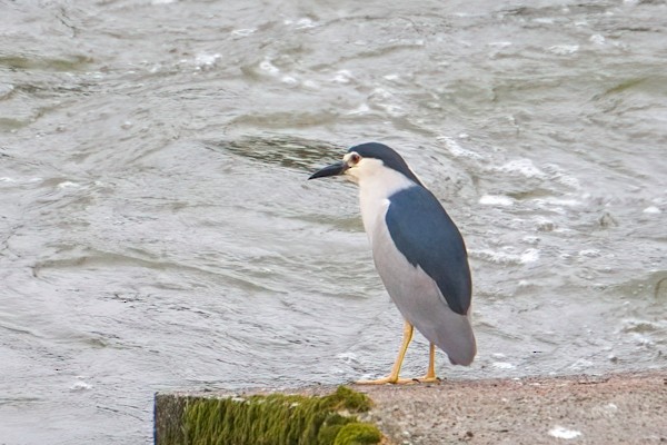 Black-crowned Night Heron - ML638660223