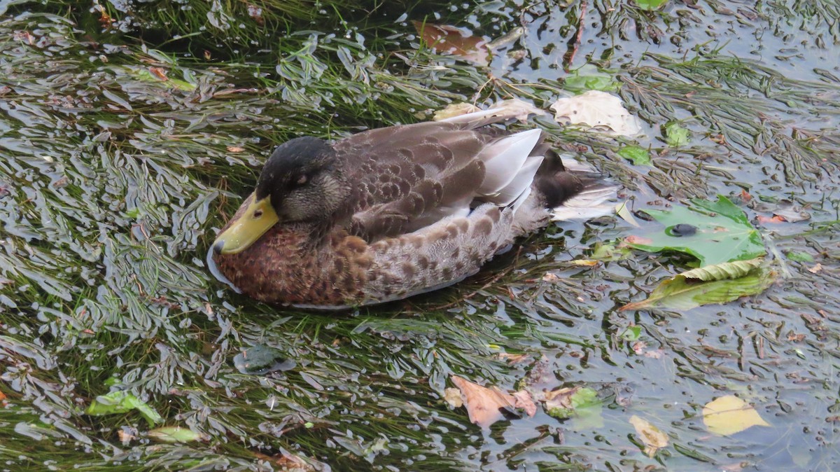 Mallard (Domestic type) - ML638660260