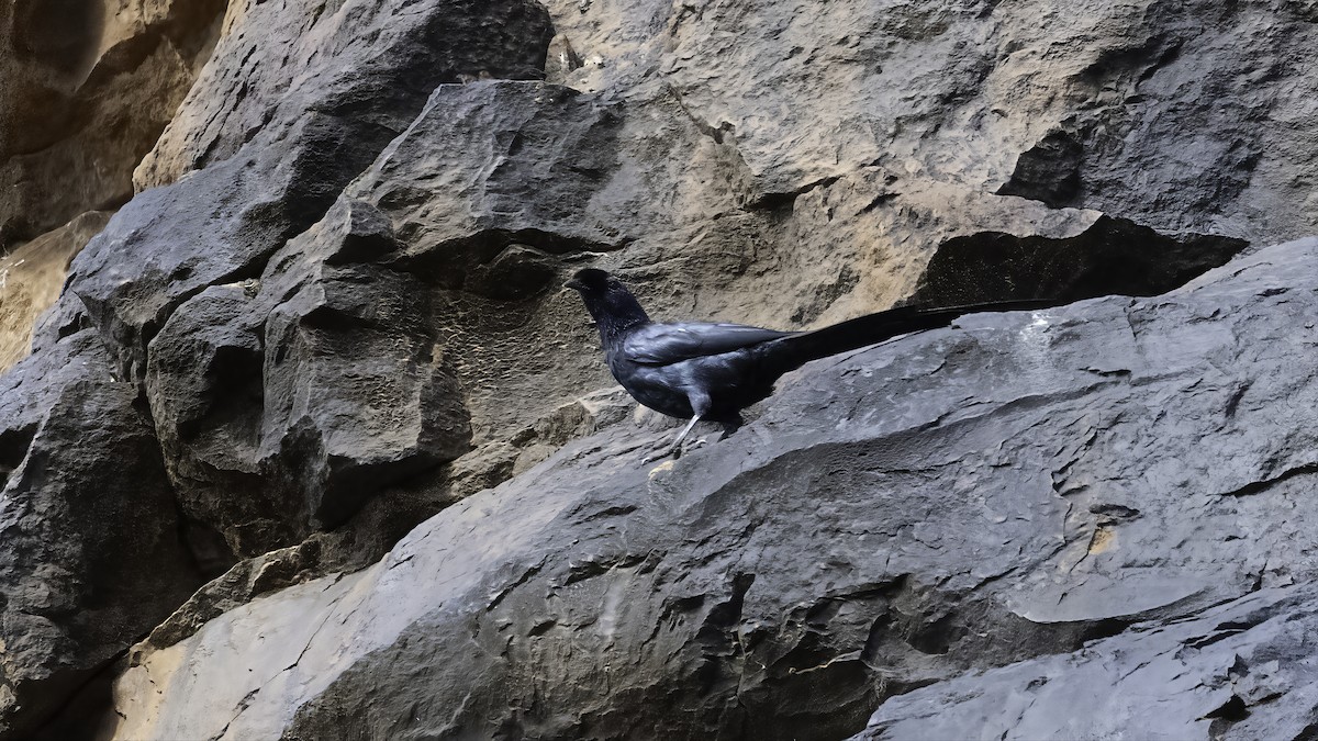 Bristle-crowned Starling - ML638660278
