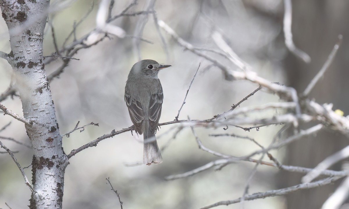 Gray Flycatcher - ML638660289