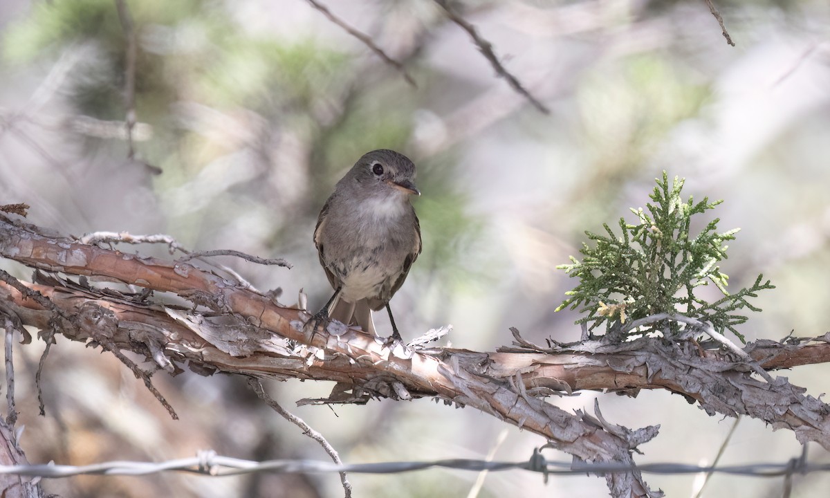 Gray Flycatcher - ML638660290