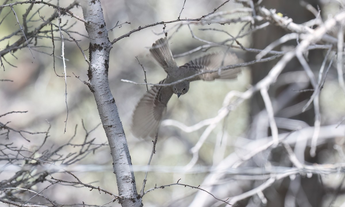 Gray Flycatcher - ML638660291