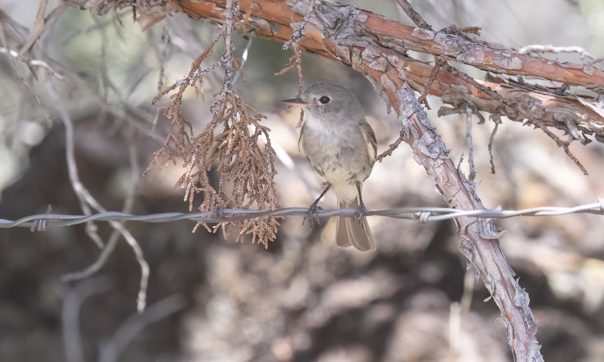 Gray Flycatcher - ML638660292