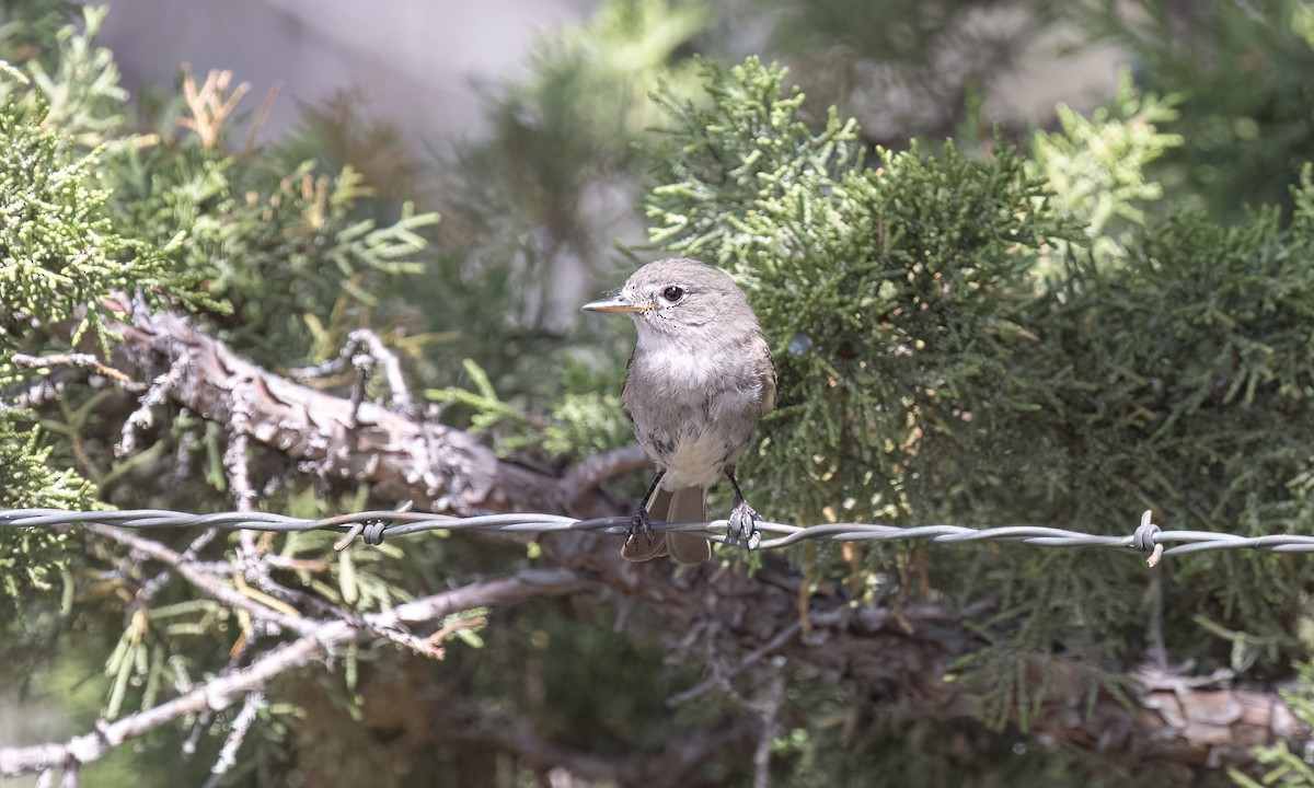 Gray Flycatcher - ML638660293