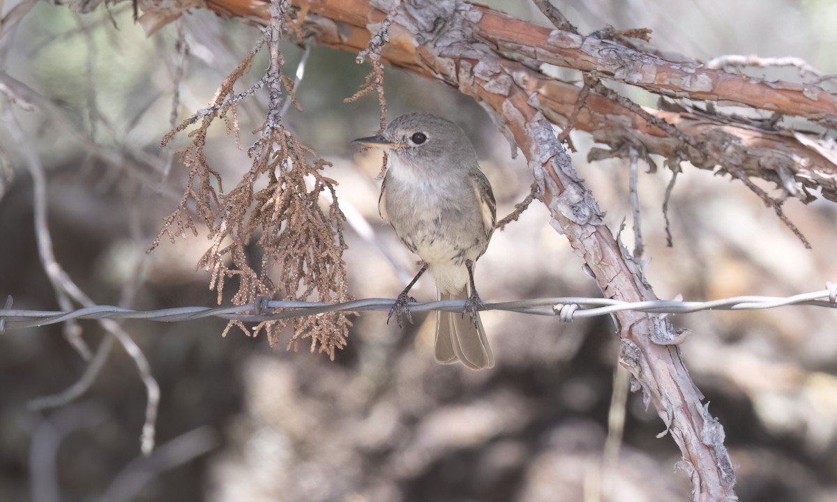 Gray Flycatcher - ML638660294