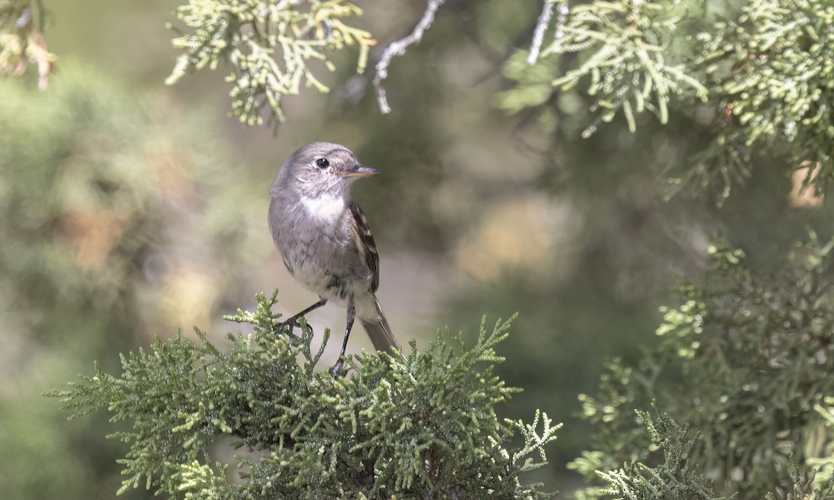 Gray Flycatcher - ML638660295