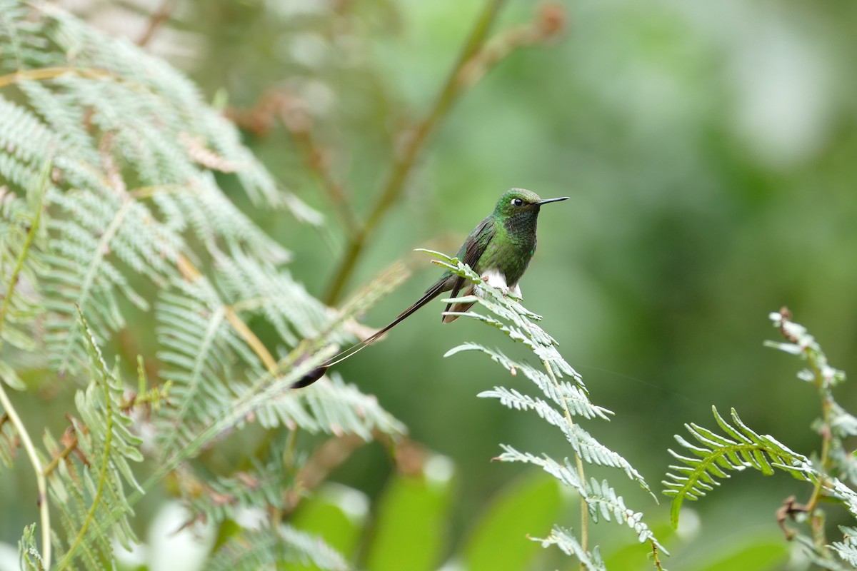 White-booted Racket-tail - ML638660302
