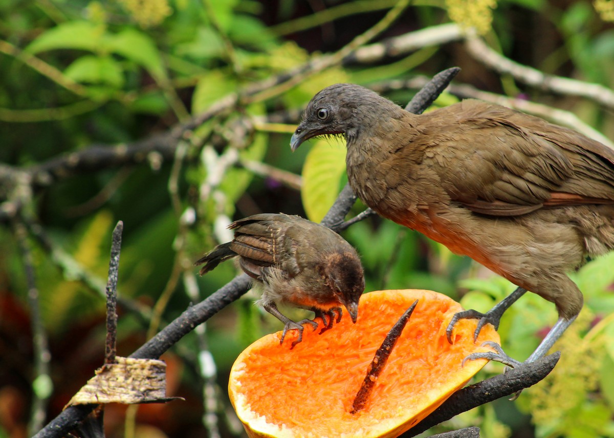 Gray-headed Chachalaca - ML638660303