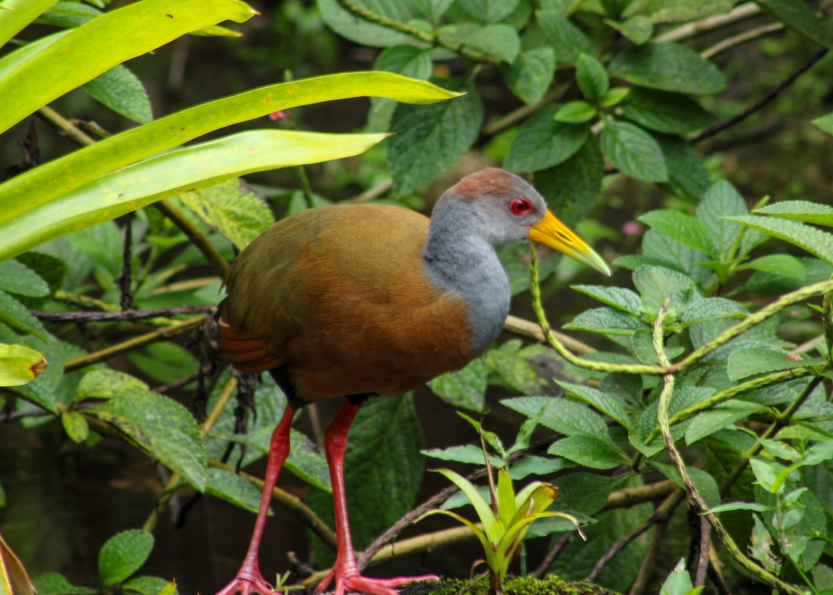 Russet-naped Wood-Rail - ML638660305
