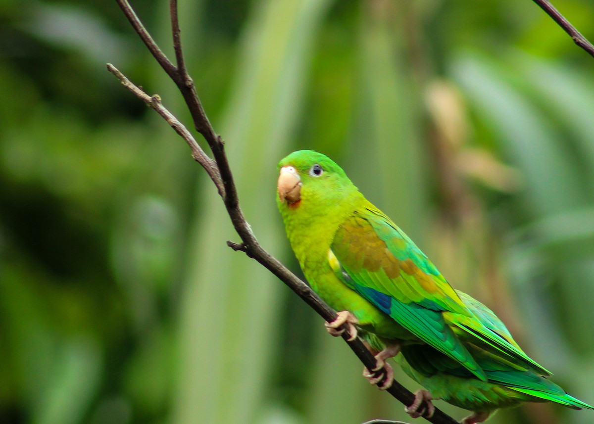 Orange-chinned Parakeet - ML638660307