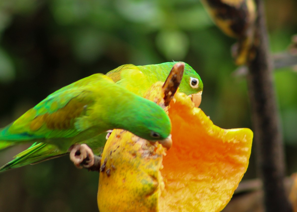 Orange-chinned Parakeet - ML638660309