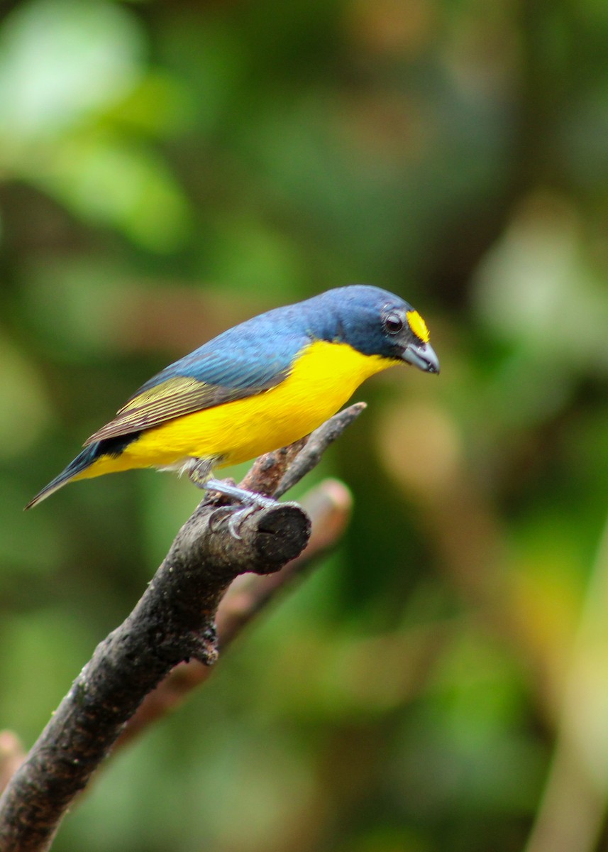 Yellow-throated Euphonia - ML638660313