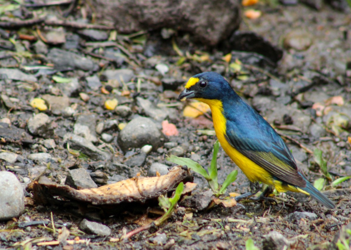 Yellow-throated Euphonia - ML638660314