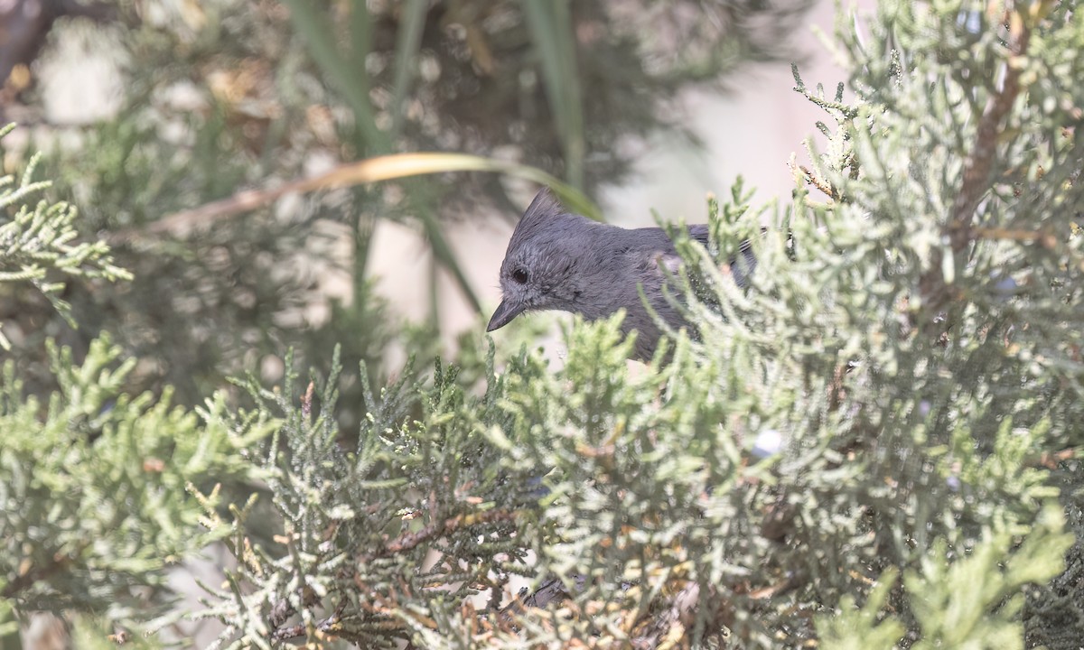 Juniper Titmouse - ML638660315