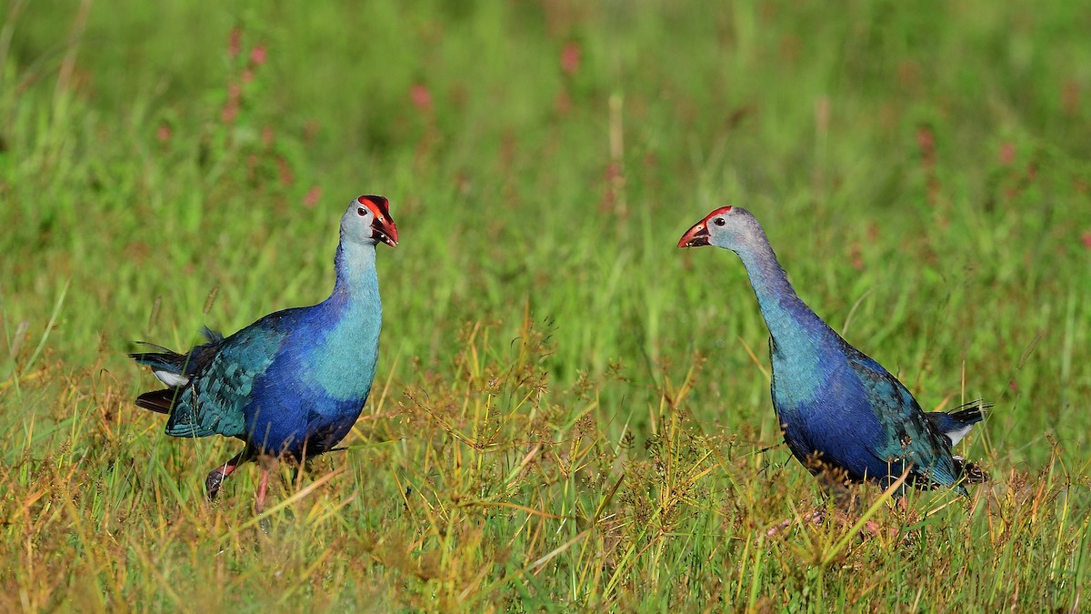 Gray-headed Swamphen - ML638660322