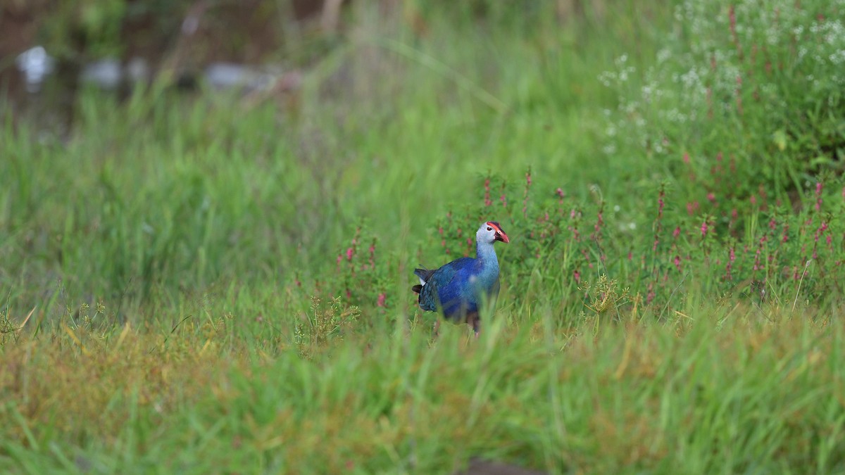 Gray-headed Swamphen - ML638660323