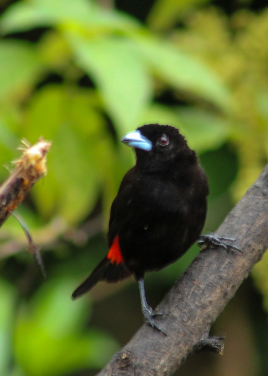 Scarlet-rumped Tanager - ML638660325