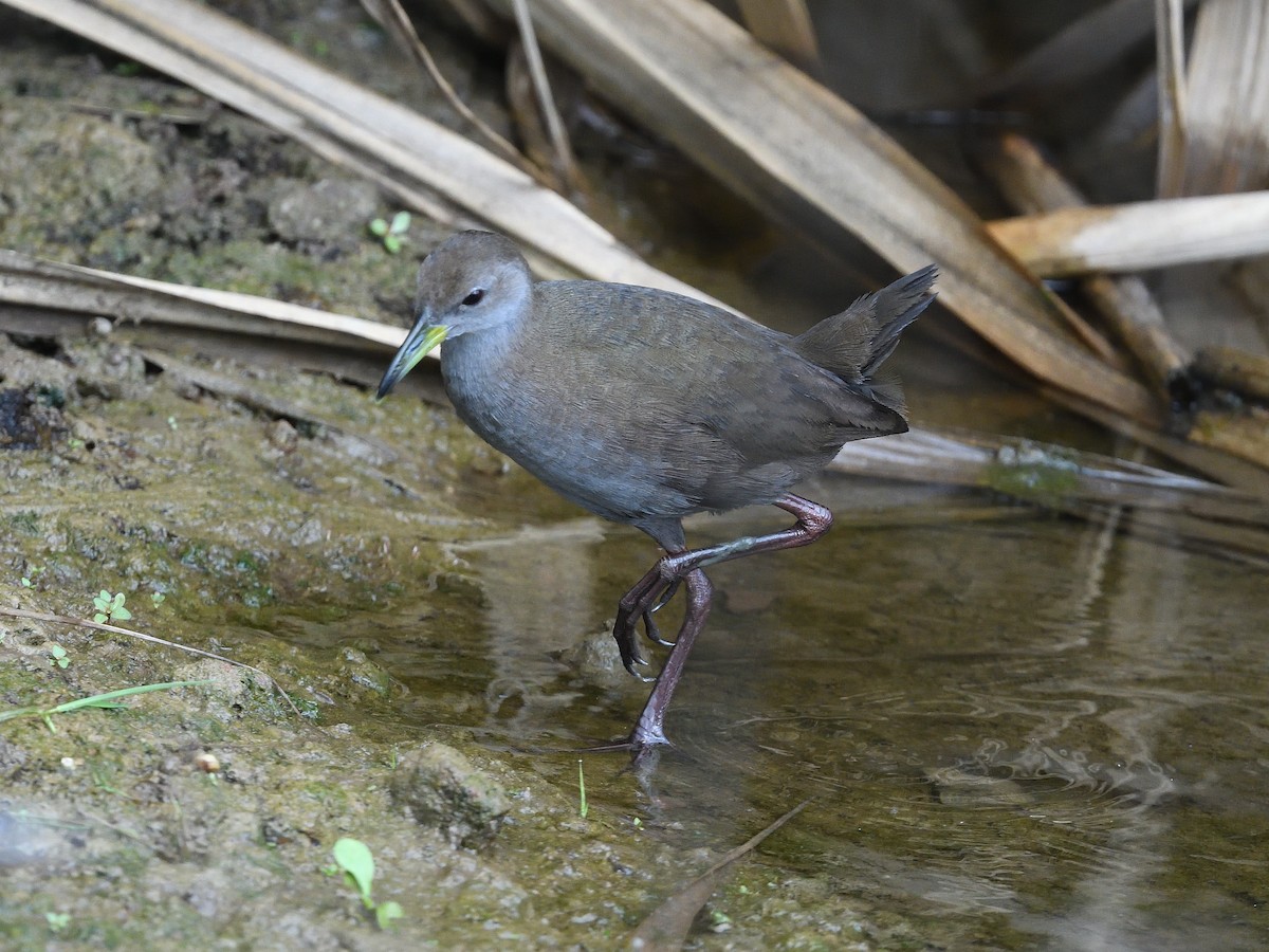 Brown Crake - ML638660331