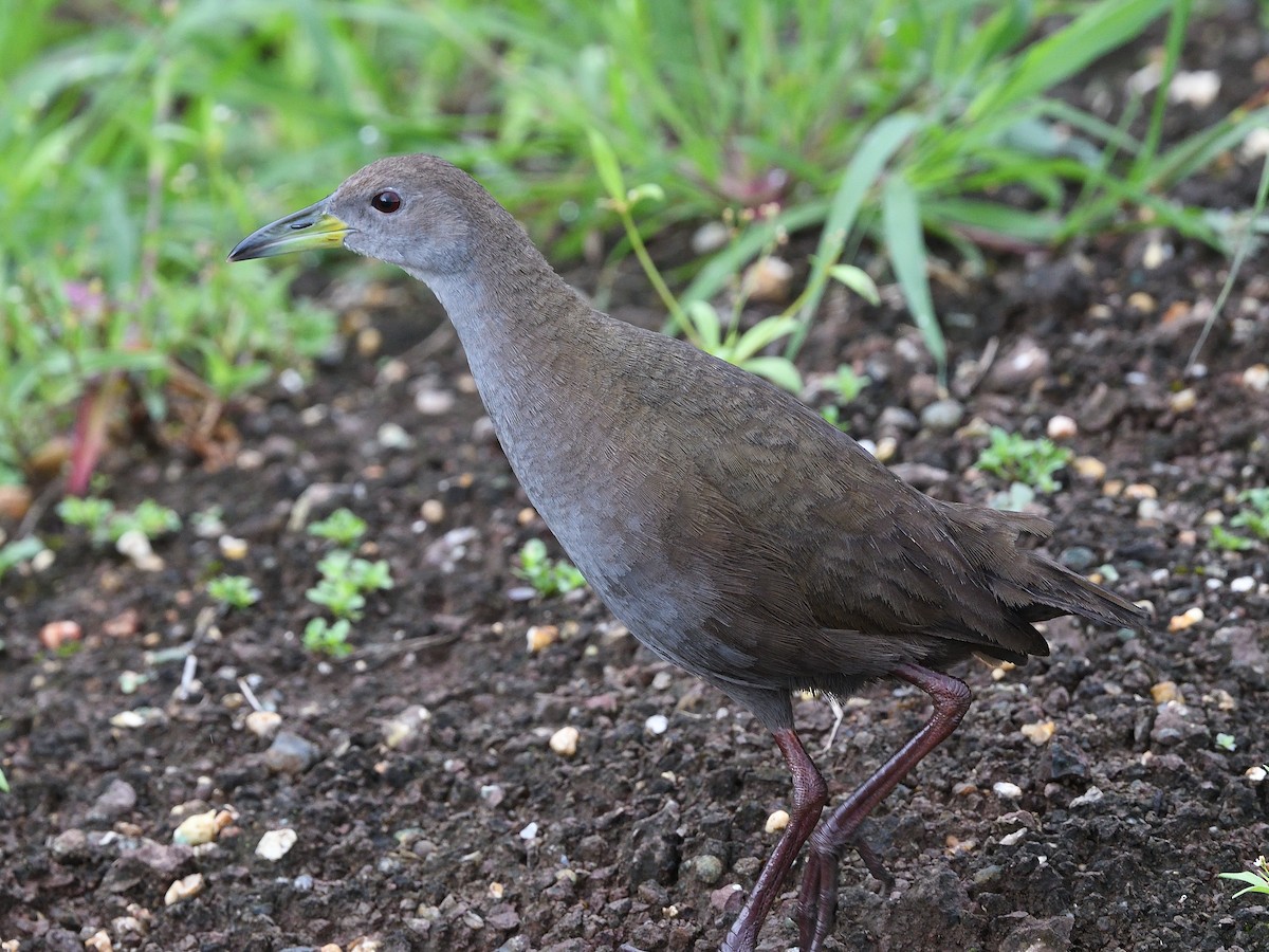 Brown Crake - ML638660332