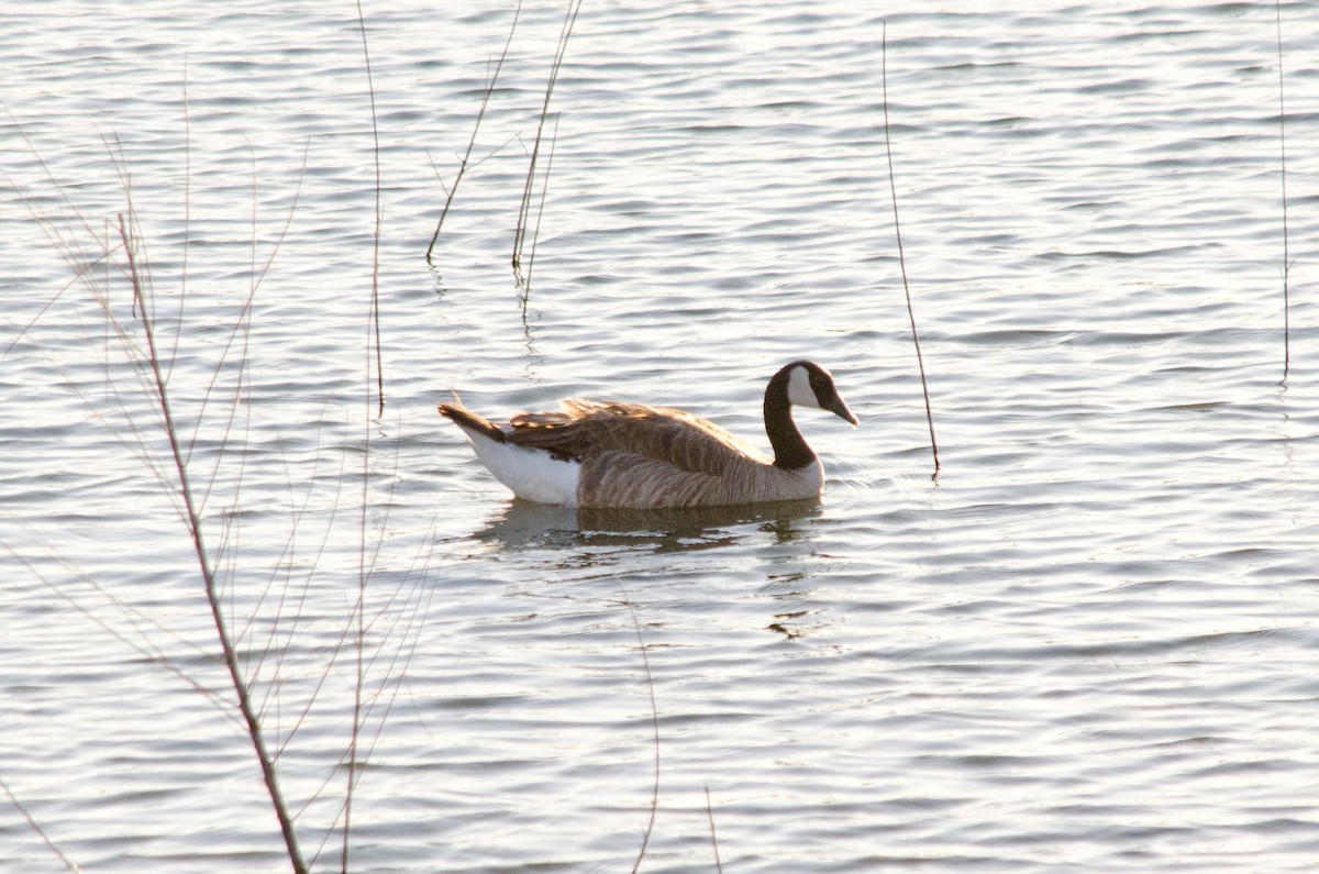 Canada Goose - ML638660345