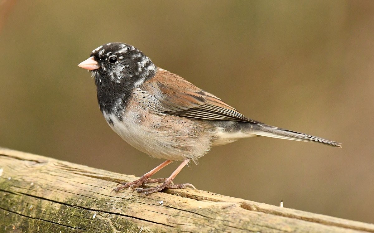 Dark-eyed Junco (Oregon) - ML638660352