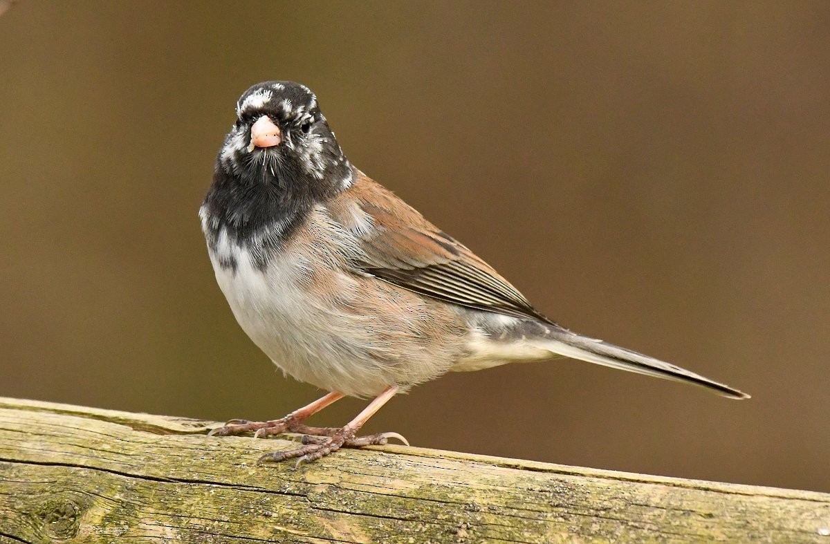 Dark-eyed Junco (Oregon) - ML638660353
