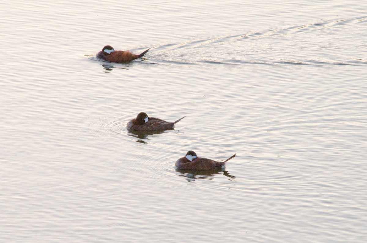 Ruddy Duck - ML638660358