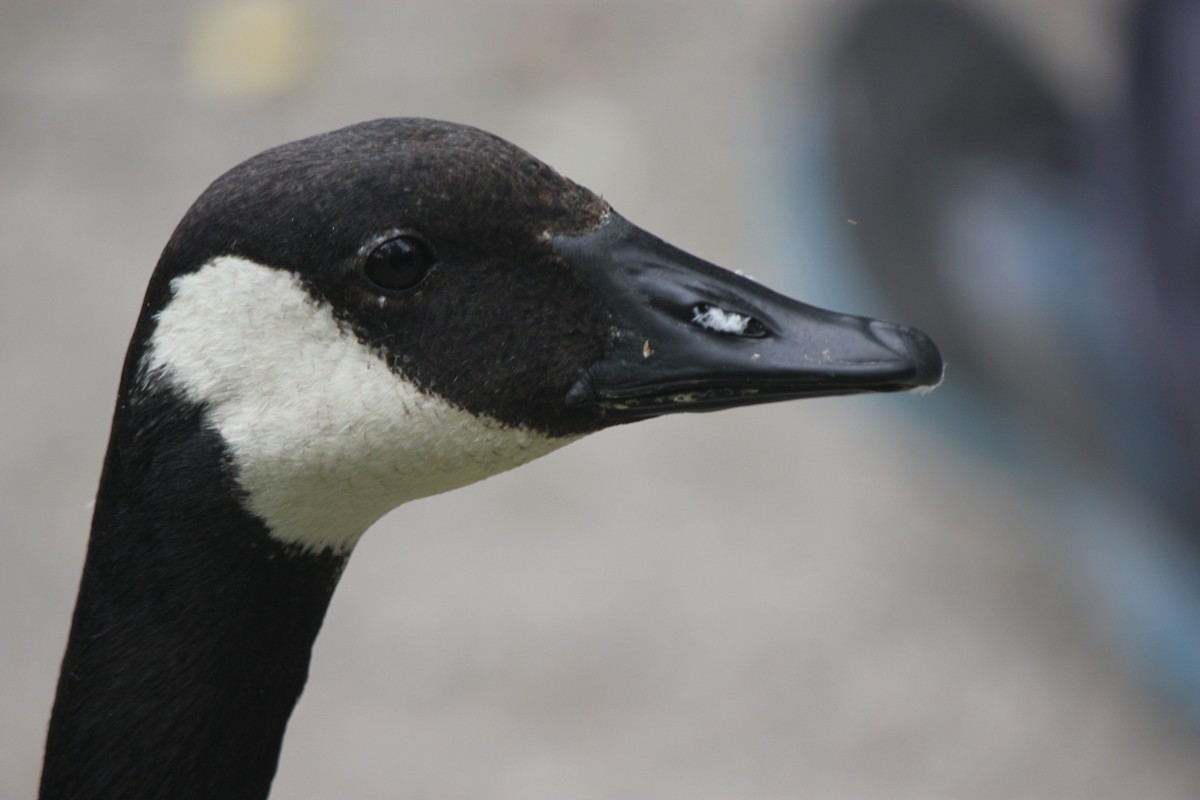 Canada Goose - ML638660359