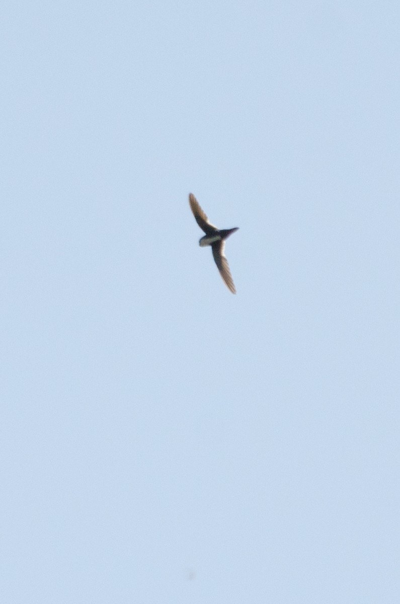 White-throated Swift - ML638660361