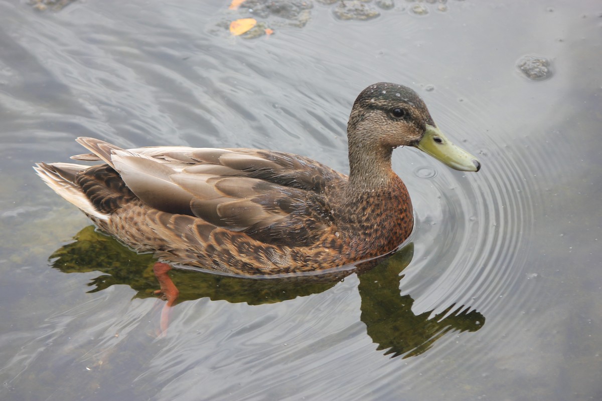 Mallard - ML638660370