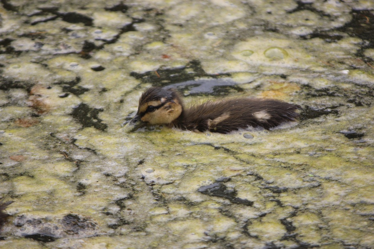 Mallard - ML638660373