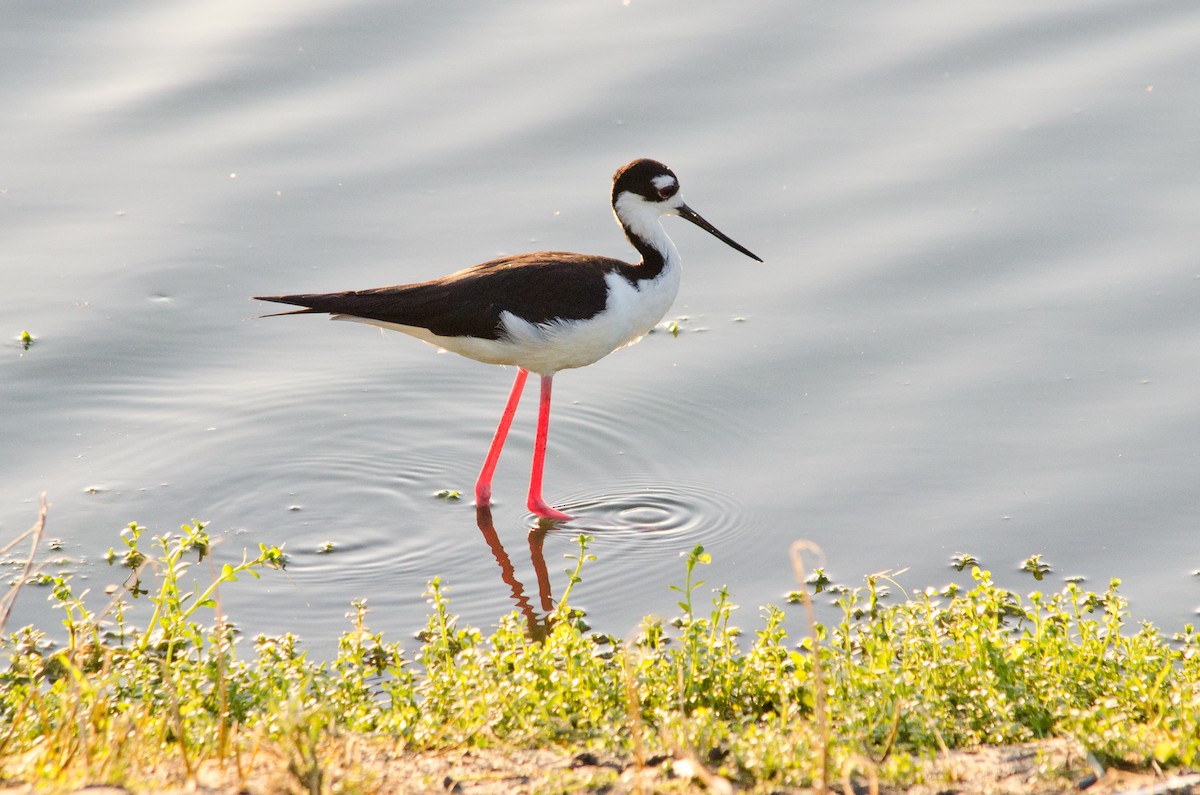 Black-necked Stilt - ML638660390