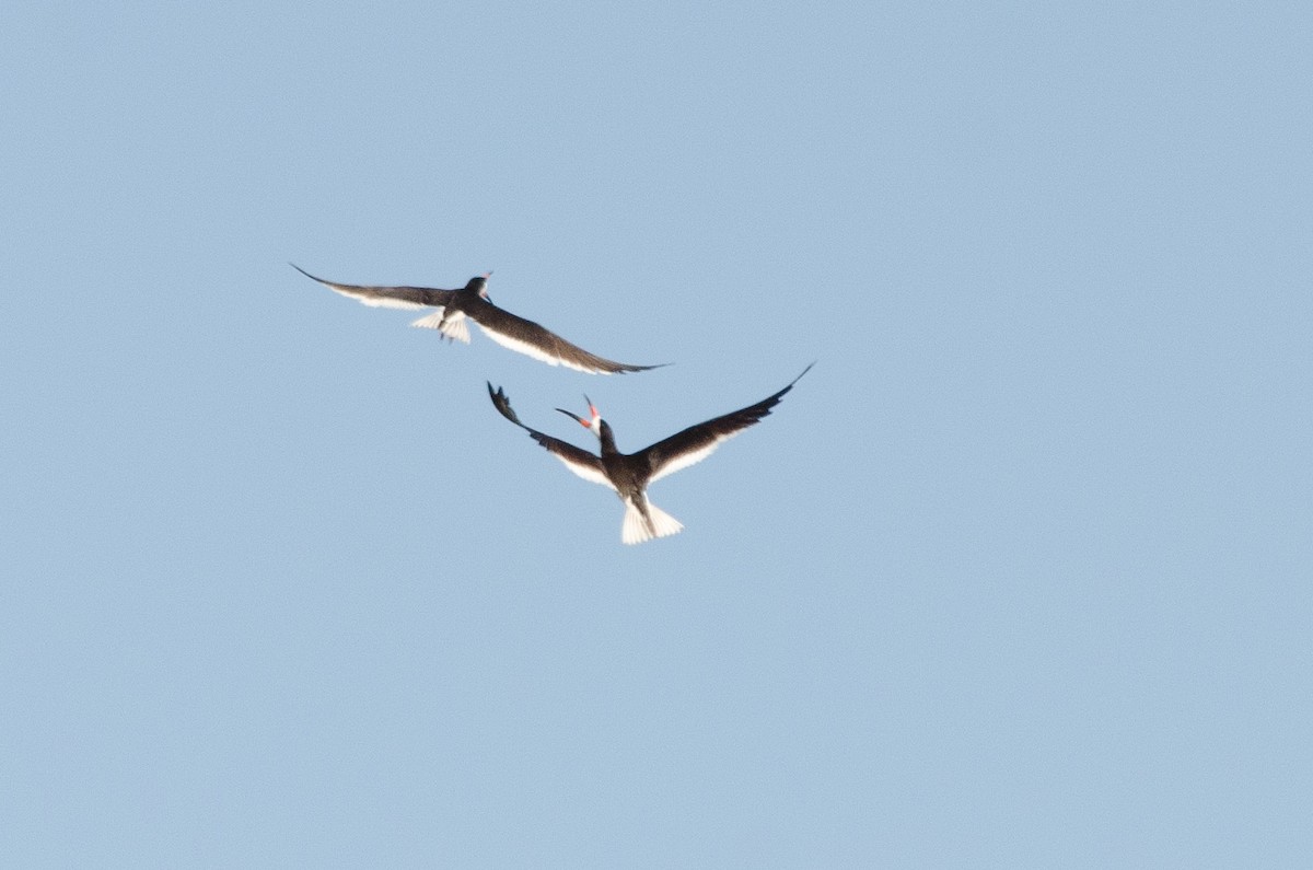 Black Skimmer - ML638660397