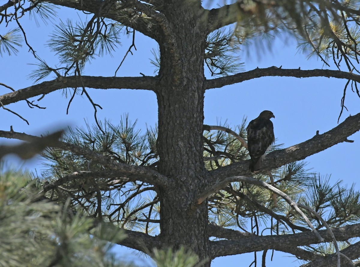 Red-tailed Hawk - ML638660405