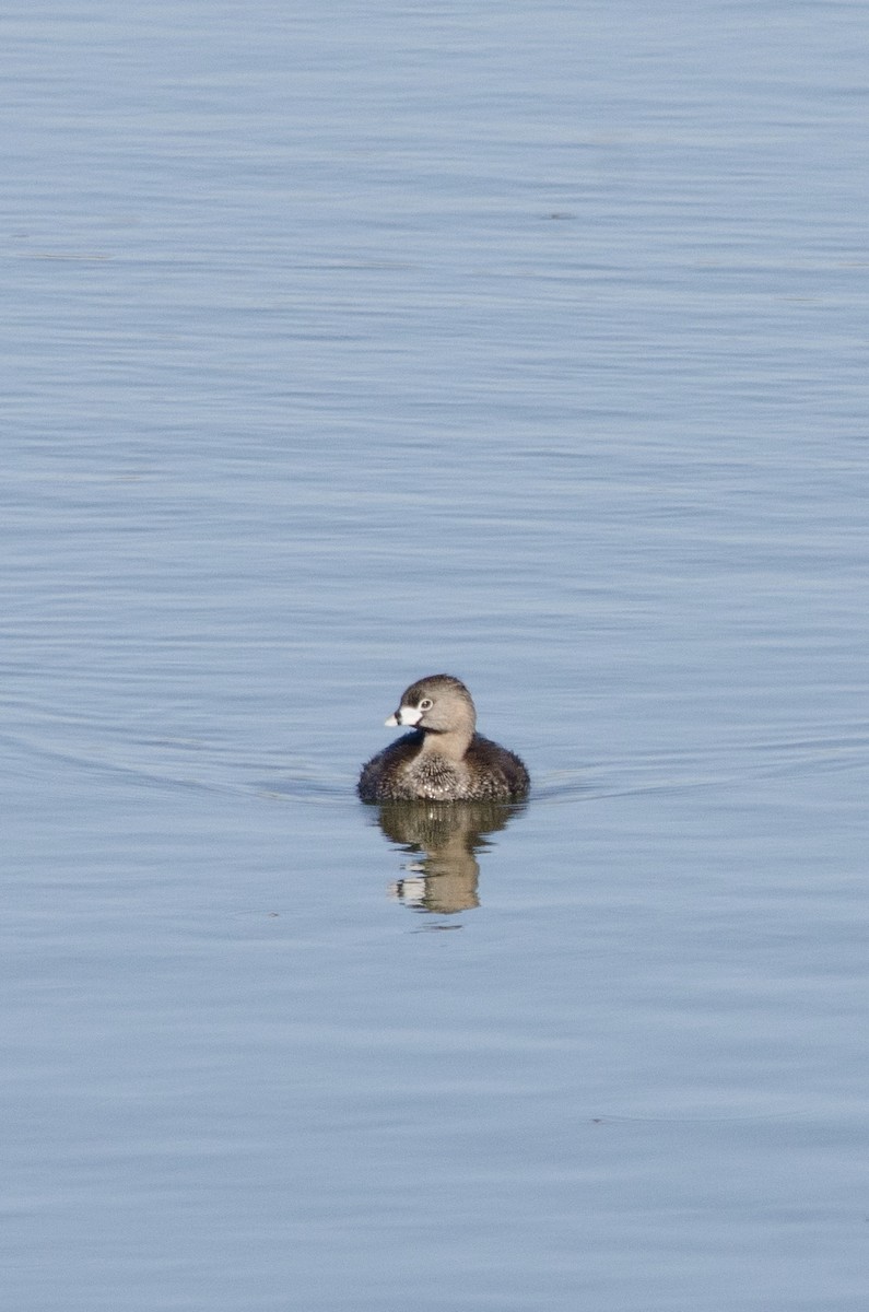 Pied-billed Grebe - ML638660412