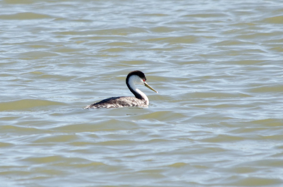 Western Grebe - ML638660439