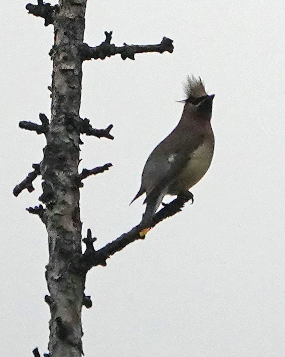 Cedar Waxwing - ML638660441