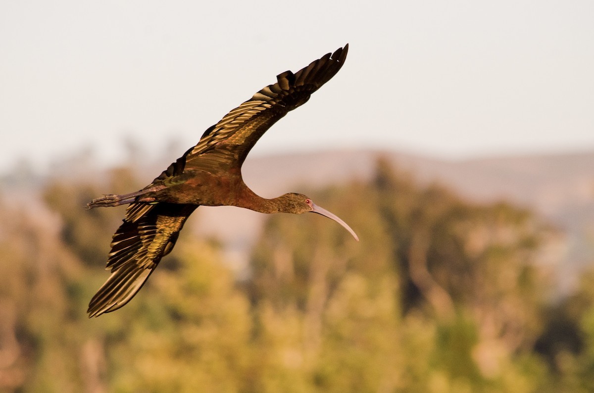 White-faced Ibis - ML638660442