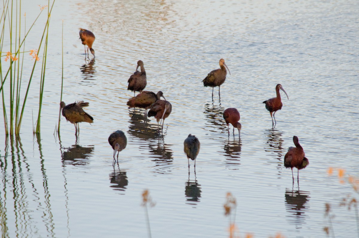 White-faced Ibis - ML638660447
