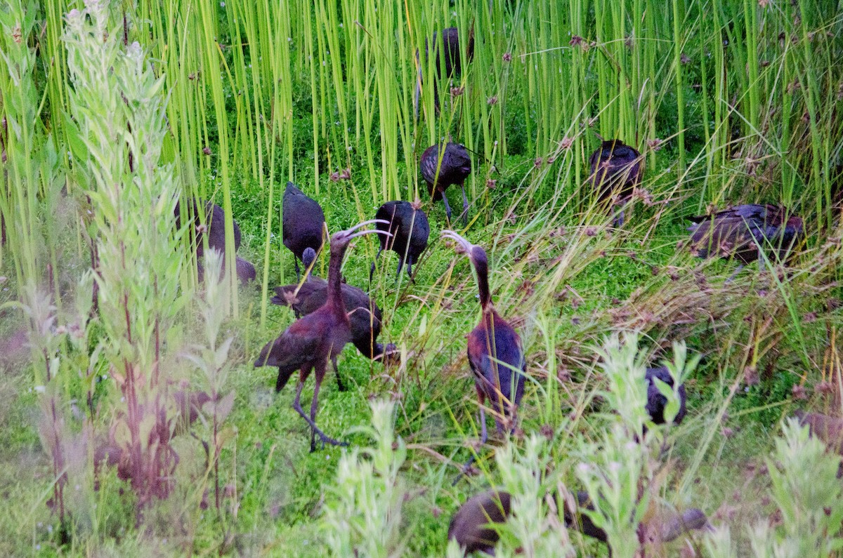 White-faced Ibis - ML638660448