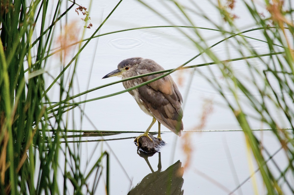 Black-crowned Night Heron - ML638660450