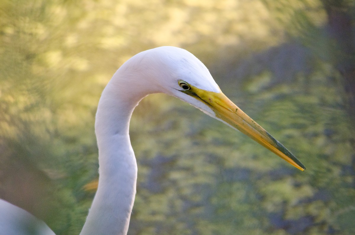 Great Egret - ML638660456