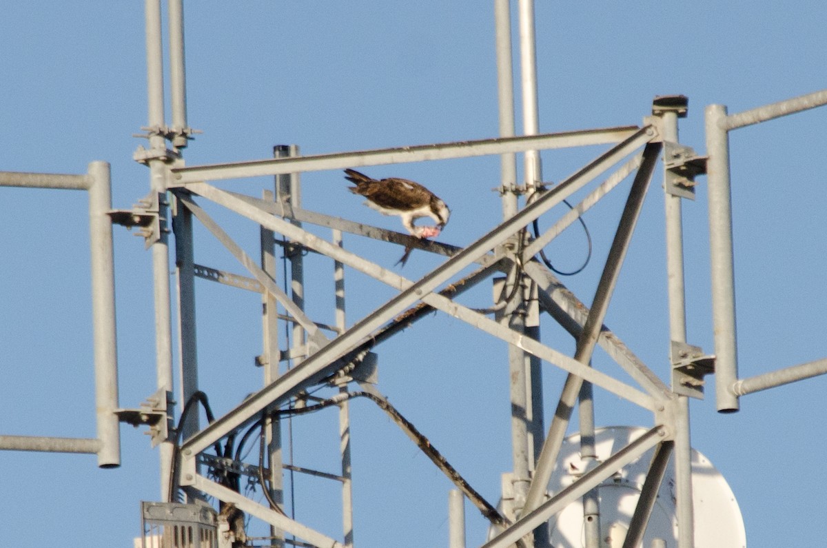 Osprey - ML638660460