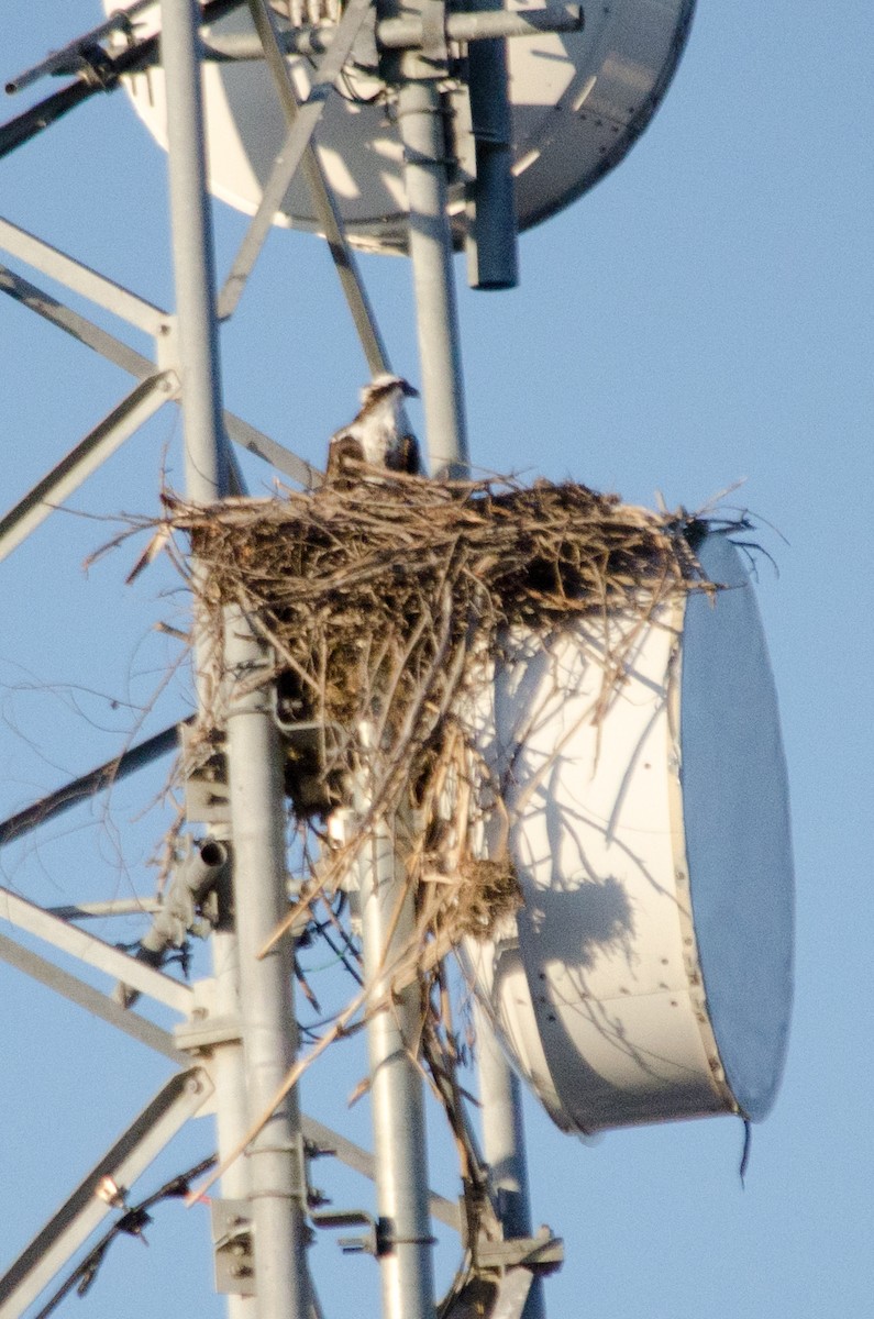 Osprey - ML638660461