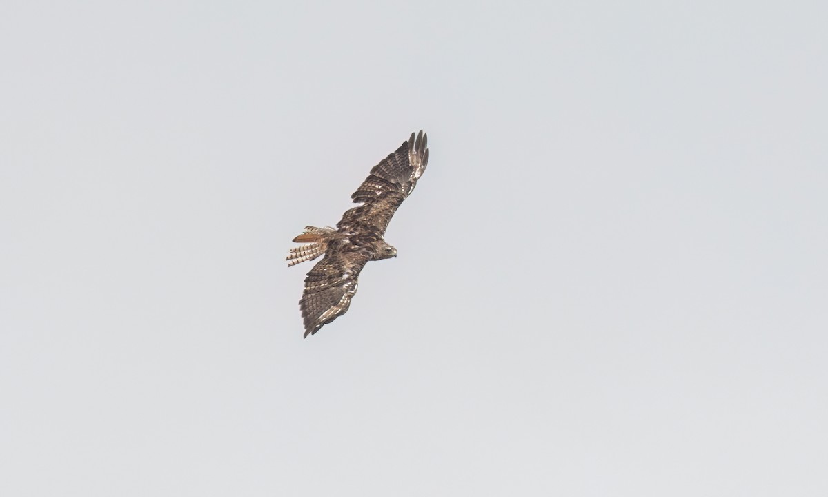 Red-tailed Hawk (calurus/alascensis) - ML638660471