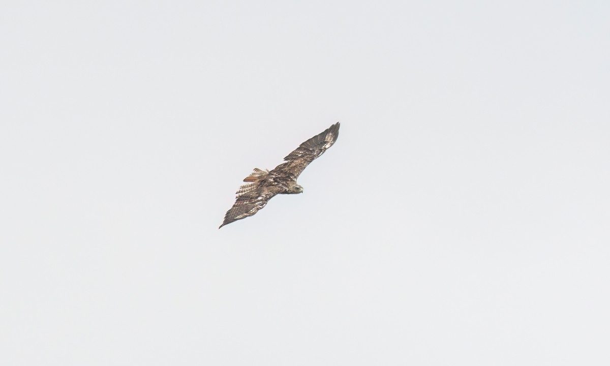 Red-tailed Hawk (calurus/alascensis) - ML638660472
