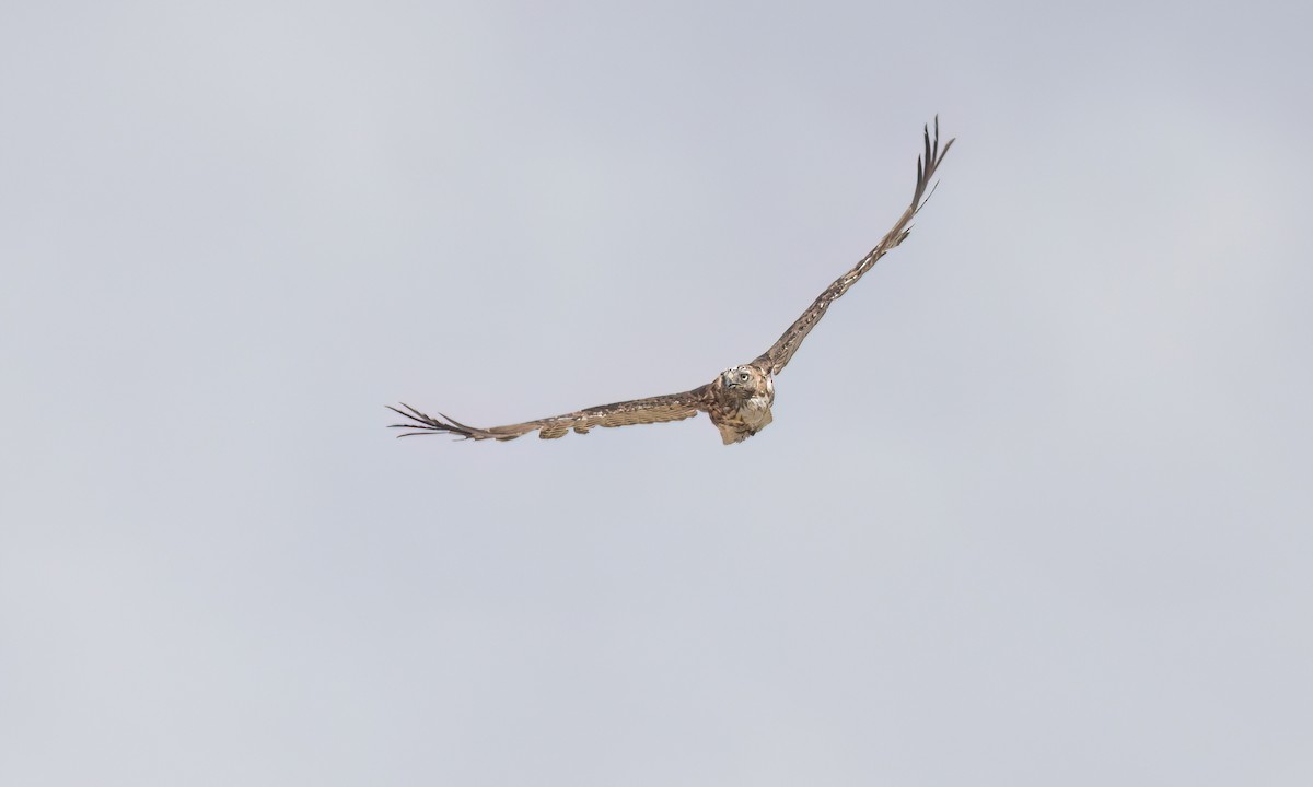 Red-tailed Hawk (calurus/alascensis) - ML638660473